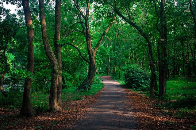 Bhawal National Park